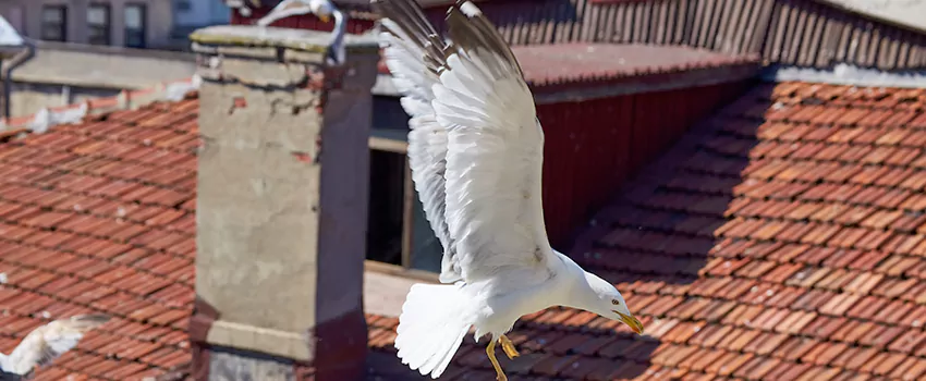 Residential Chimney Animal Removal Solution in Elkridge, MD