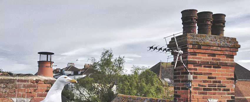 Chimney Cleaning And Restoration in Elkridge, Maryland